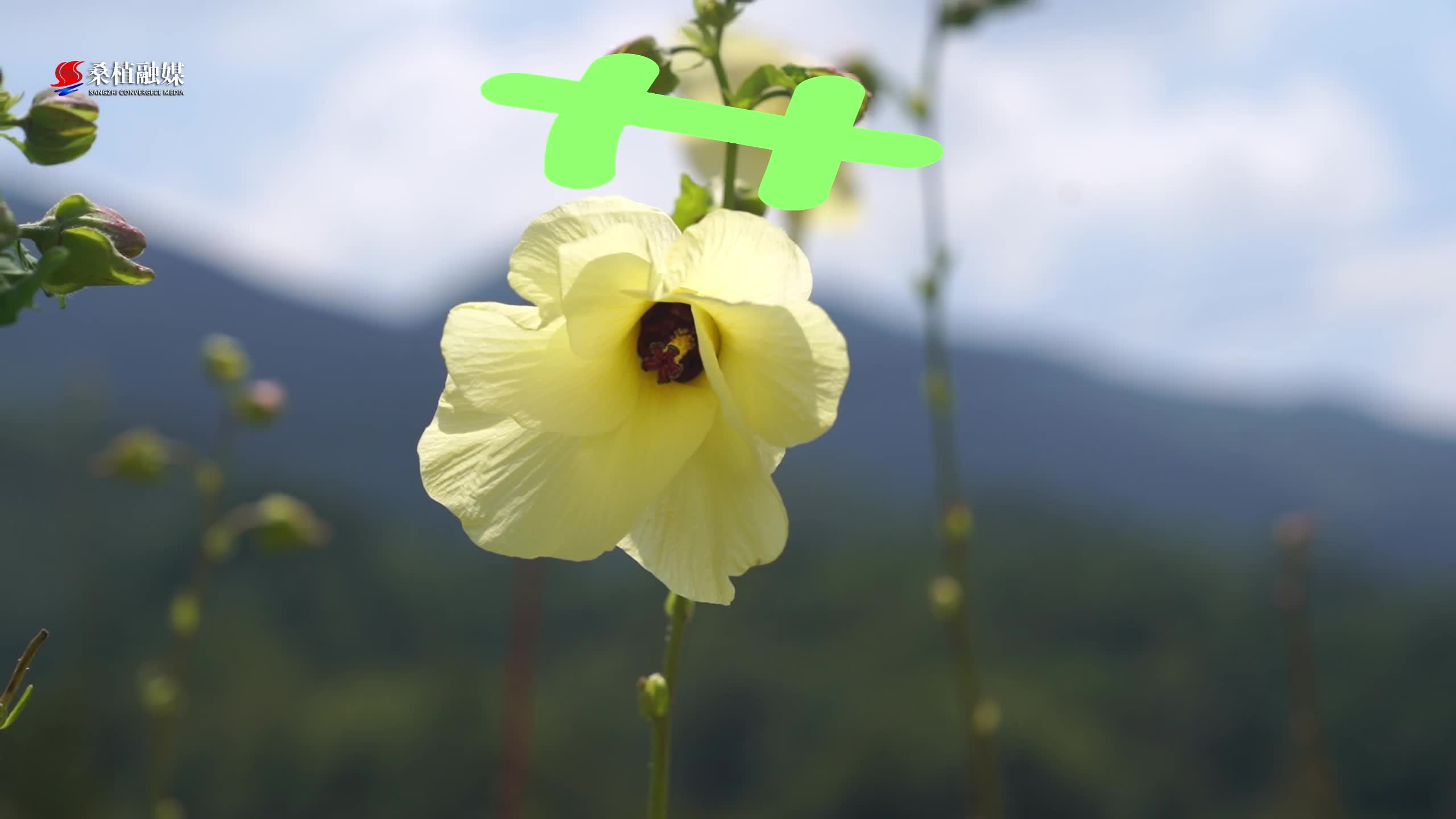 伴随着桑植的万物生长，打开脑洞，你还知道哪些桑植的“野生”汉字？#歌里画里桑植等你