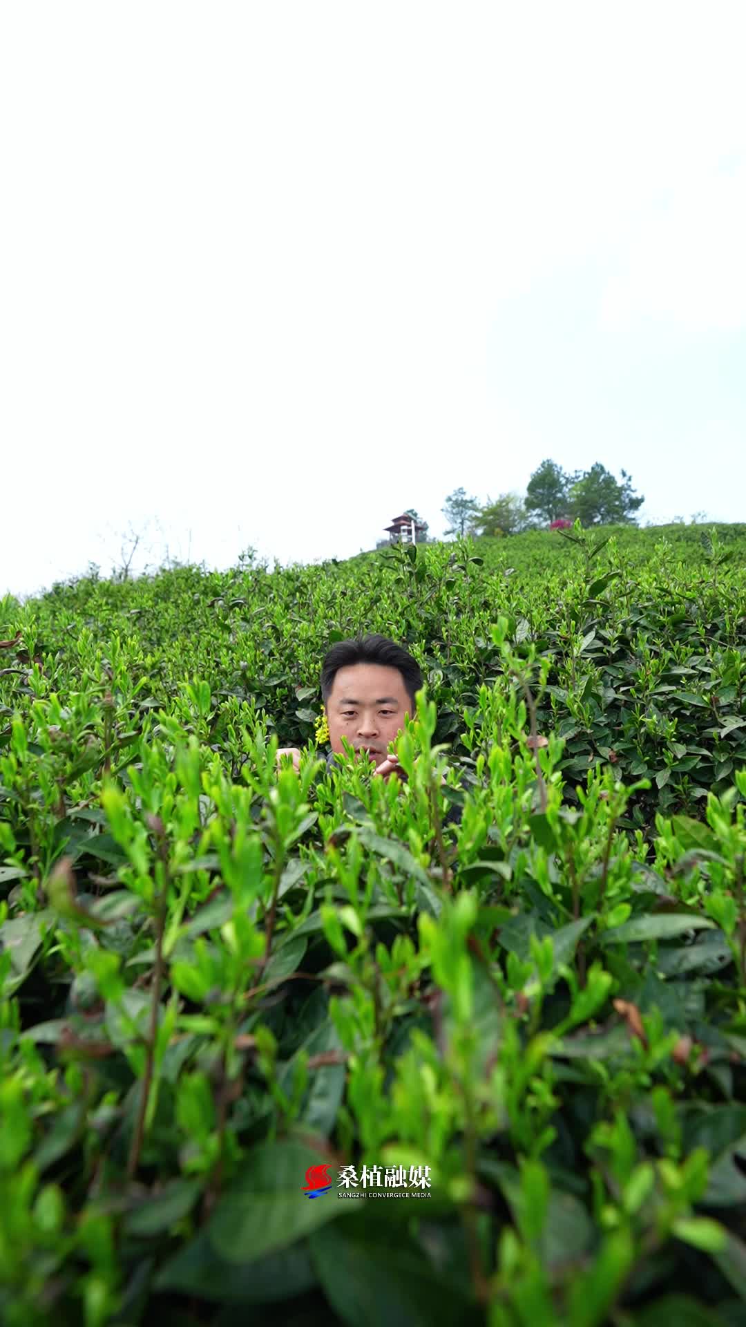 是谁，送你来到大桑植 #桑植白茶 #国家地理标志产品 #乡村振兴 #歌里画里桑植等你