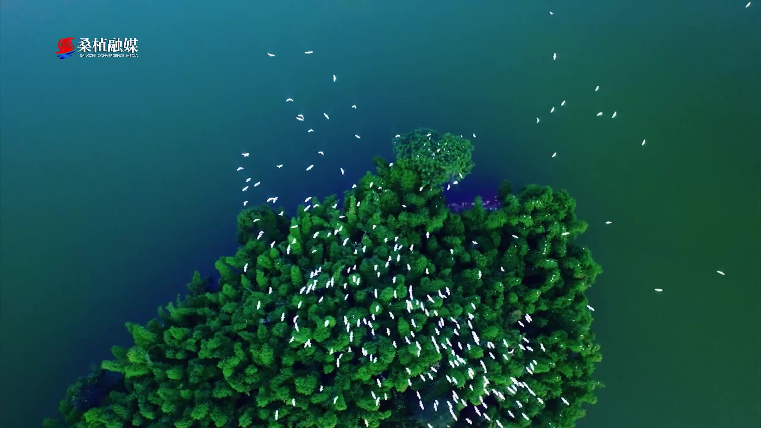 桑植好水（一）湖南八大公山国家级自然保护区清泉纯净，优质水源滋养桑植沃土，青山碧水相映，解锁桑植珍贵生态优势。