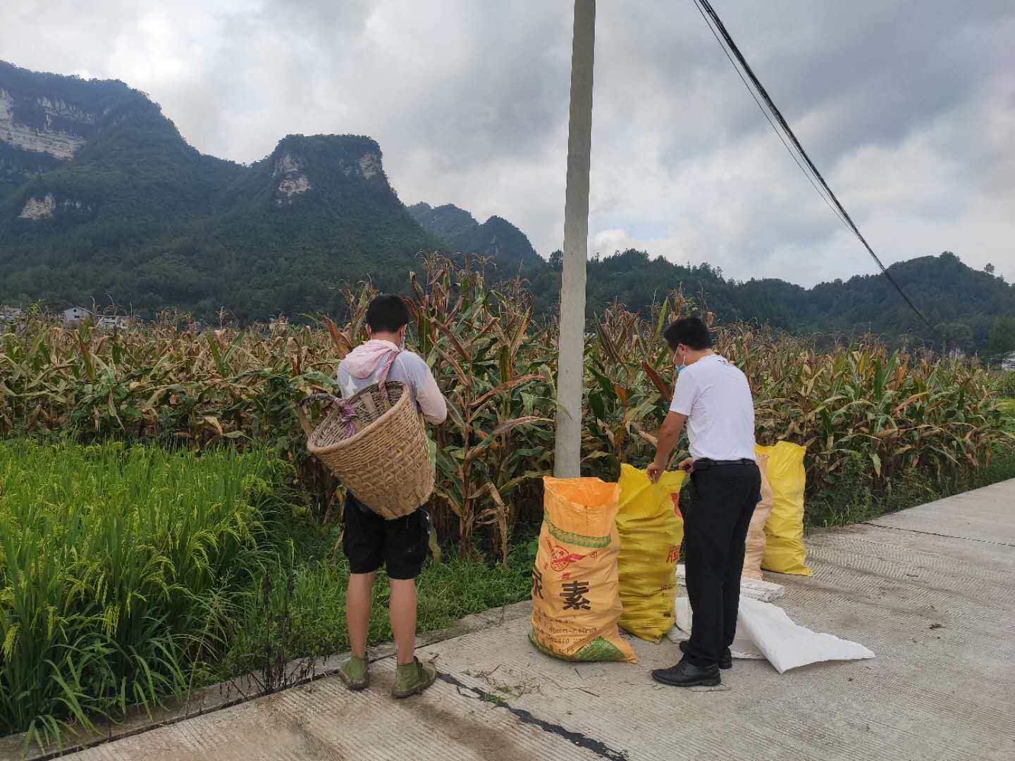 上河溪乡:战疫情忙生产 保障秋粮丰收