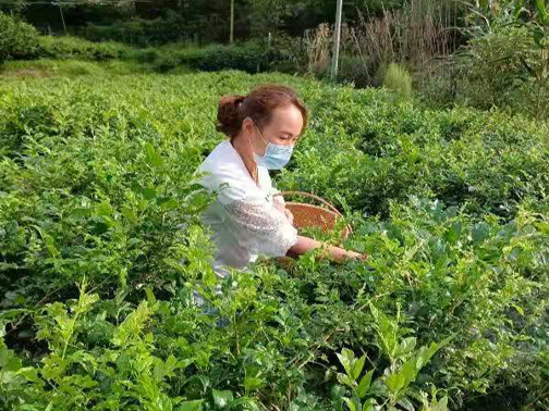 梯市村：云开“疫”散 莓茶飘香采摘忙