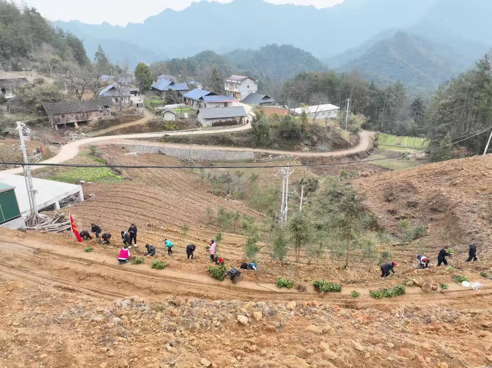 龙潭坪镇：种茶苗 促产业 助振兴