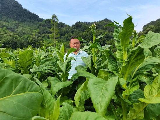凉水口镇烟叶长势喜人