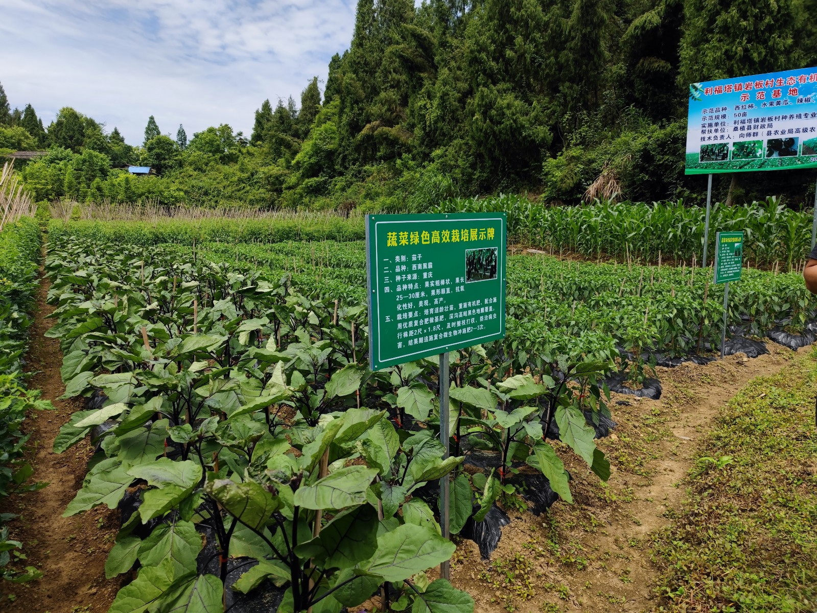 利福塔镇岩板村：蔬菜基地采摘忙  乡村振兴产业旺