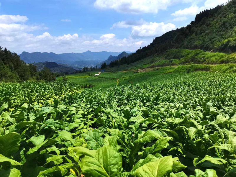 凉水口镇挂牌“湖南中烟高端原料核心基地”
