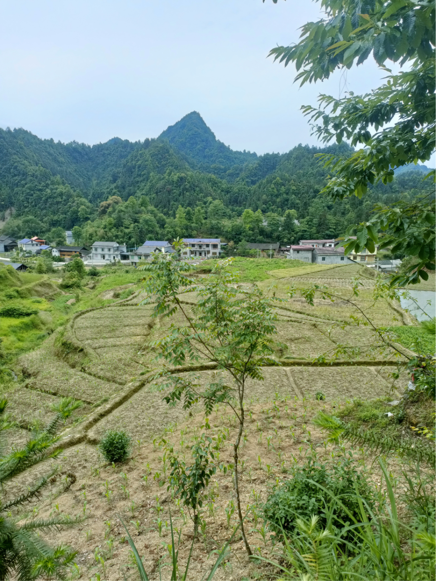 河口乡“因地制策”加强农用地安全利用和风险管控