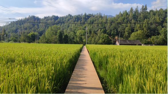 乡村振兴看桑植丨东旺坪村：建设美丽屋场 打造魅力乡村