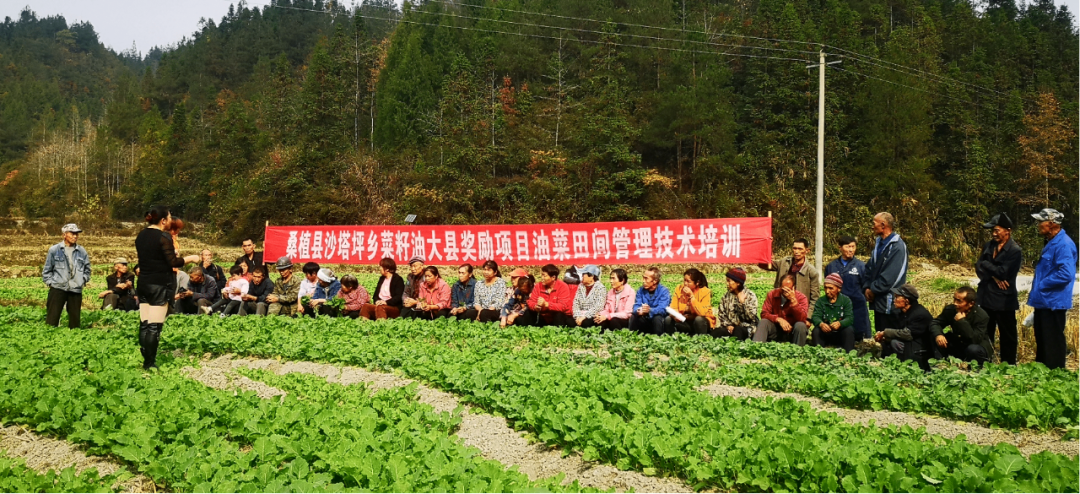 沙塔坪乡：“田间学校”学本事 乡村振兴正当时