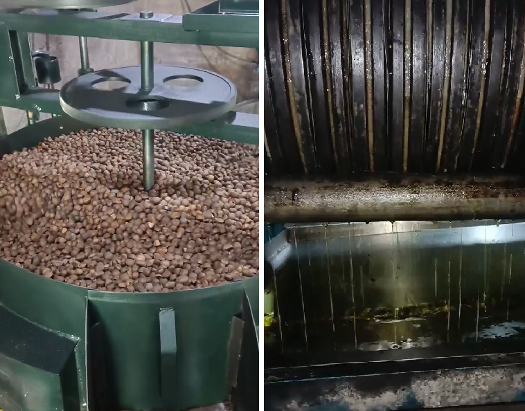 芙蓉桥白族乡：油茶低改提效快 群众增收乐开怀