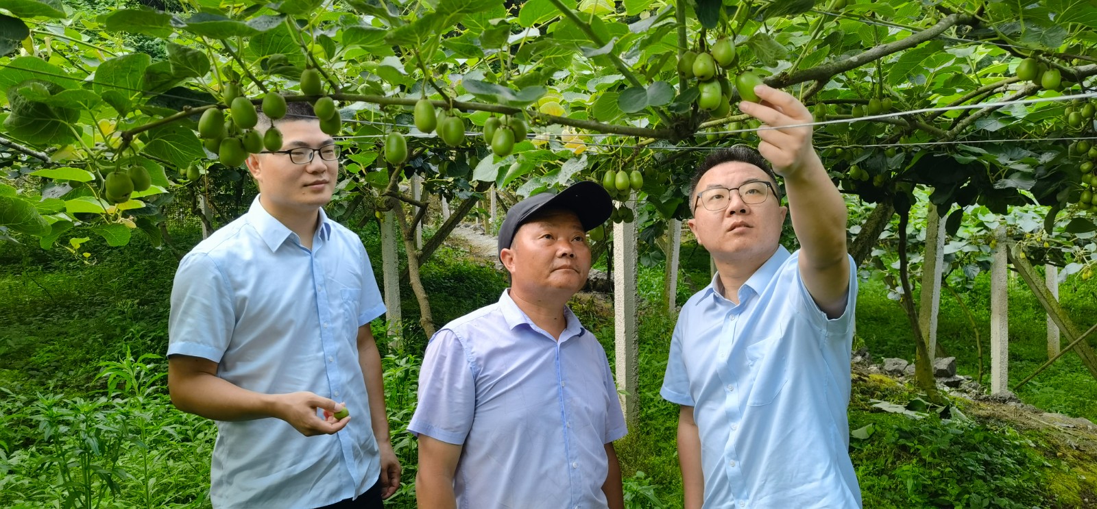 桑植农商银行：洒下“及时雨” 结出“金果果”