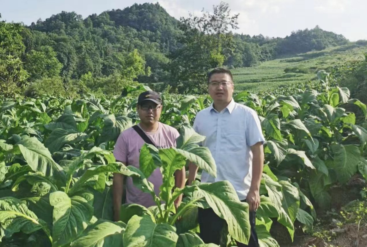 桑植农商银行：当天放款 为村集体经济组织解燃眉之急