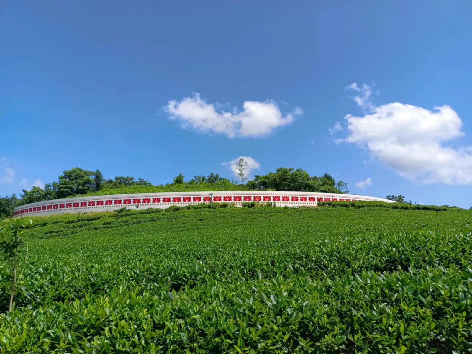 桑植农商银行：以茶为媒 全力助推县域特色产业高质量发展