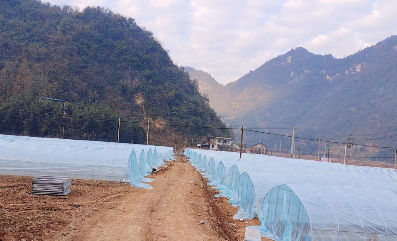 竹叶坪乡完成烟叶育苗大棚建设