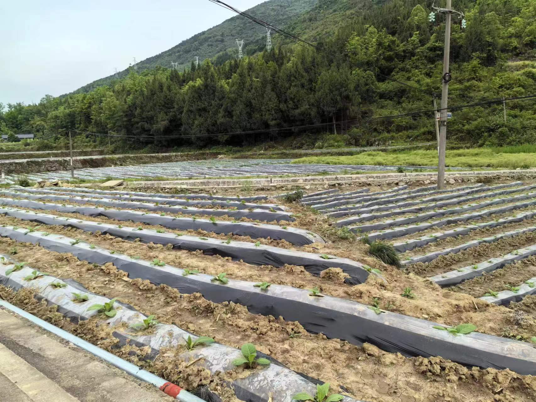 桑植农商银行：激活村集体经济发展“新动能”