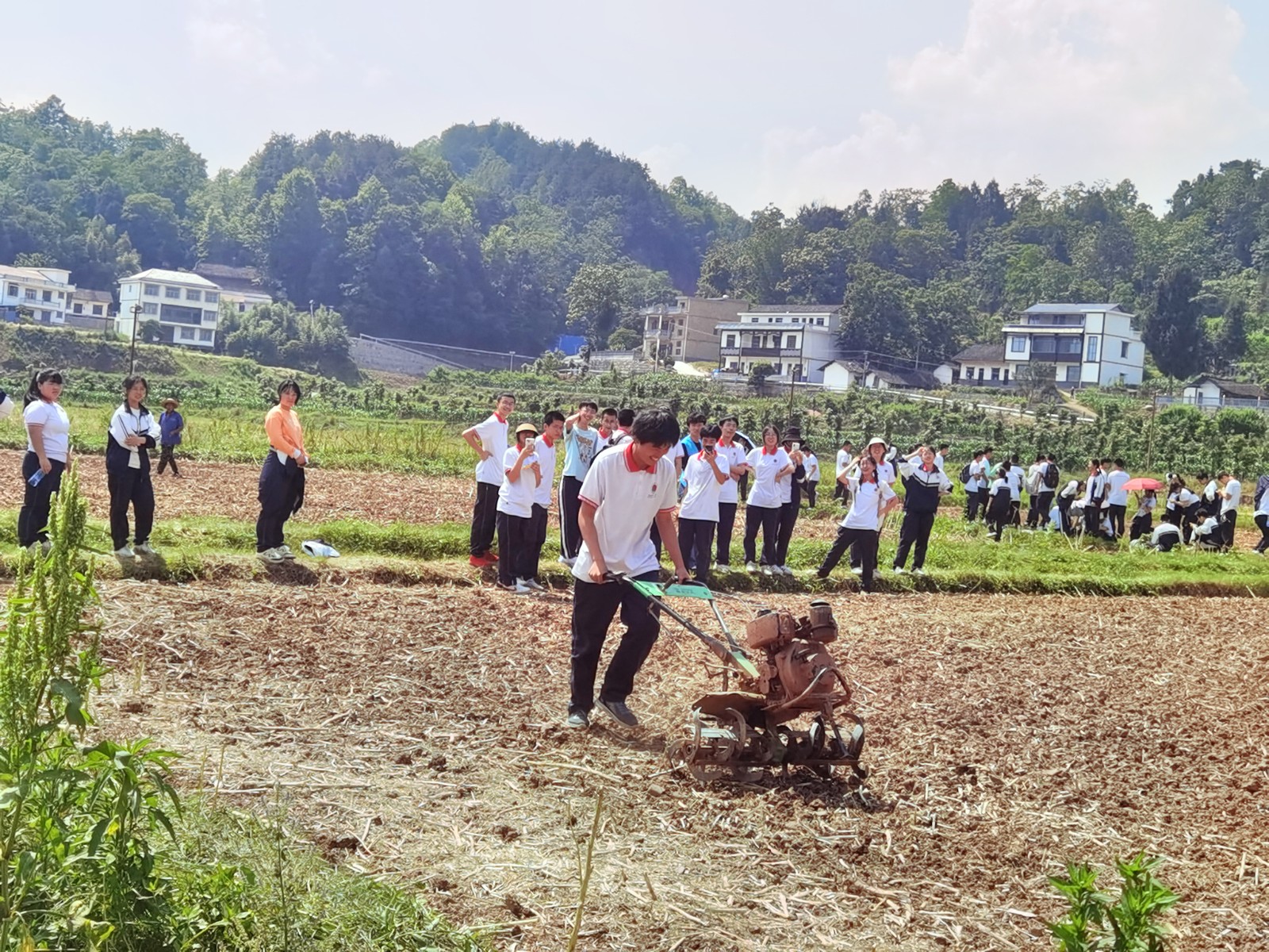 桑植一中：1000学子犁田耕地  体验农耕之乐