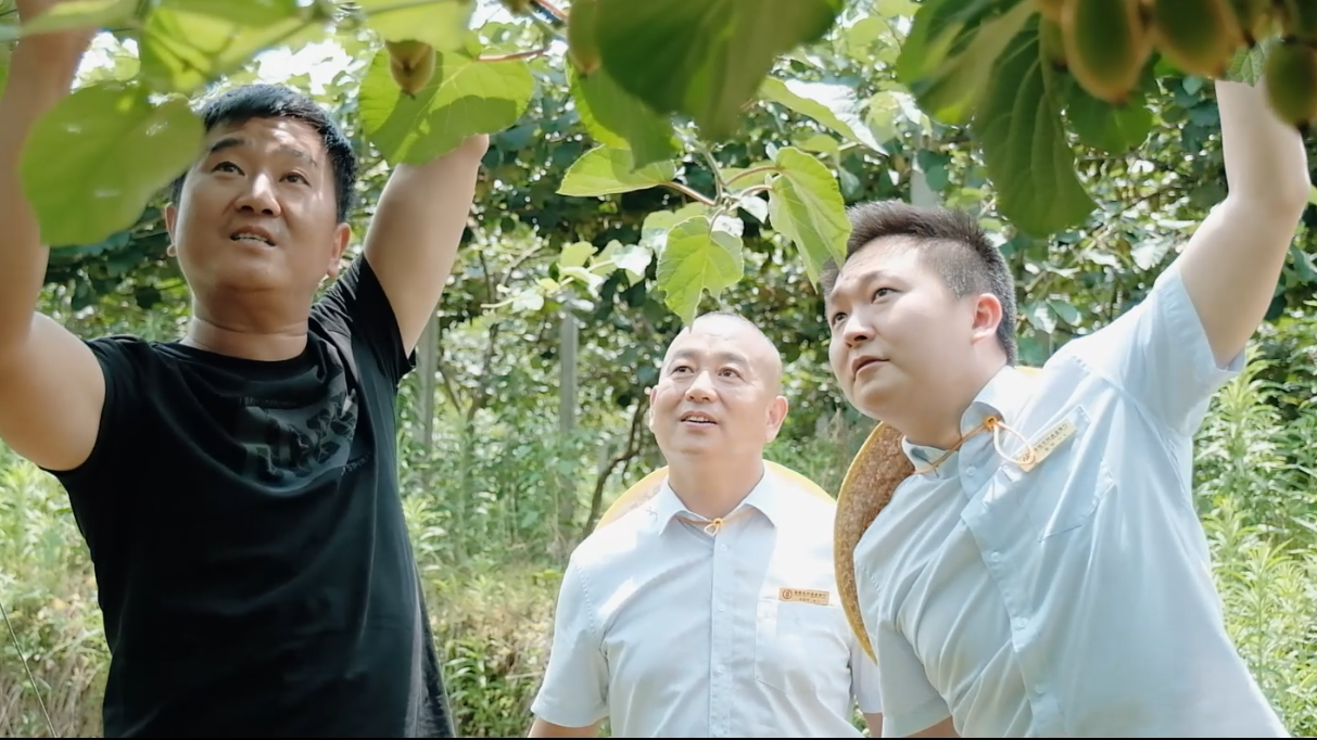 桑植农商银行：金融助力猕猴桃产业提质增效