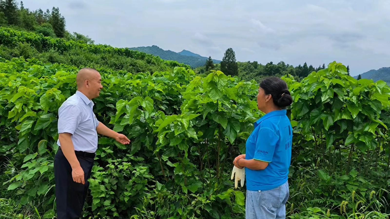 桑植农商银行：金融助力桑蚕产业 织就乡村振兴“新丝路”