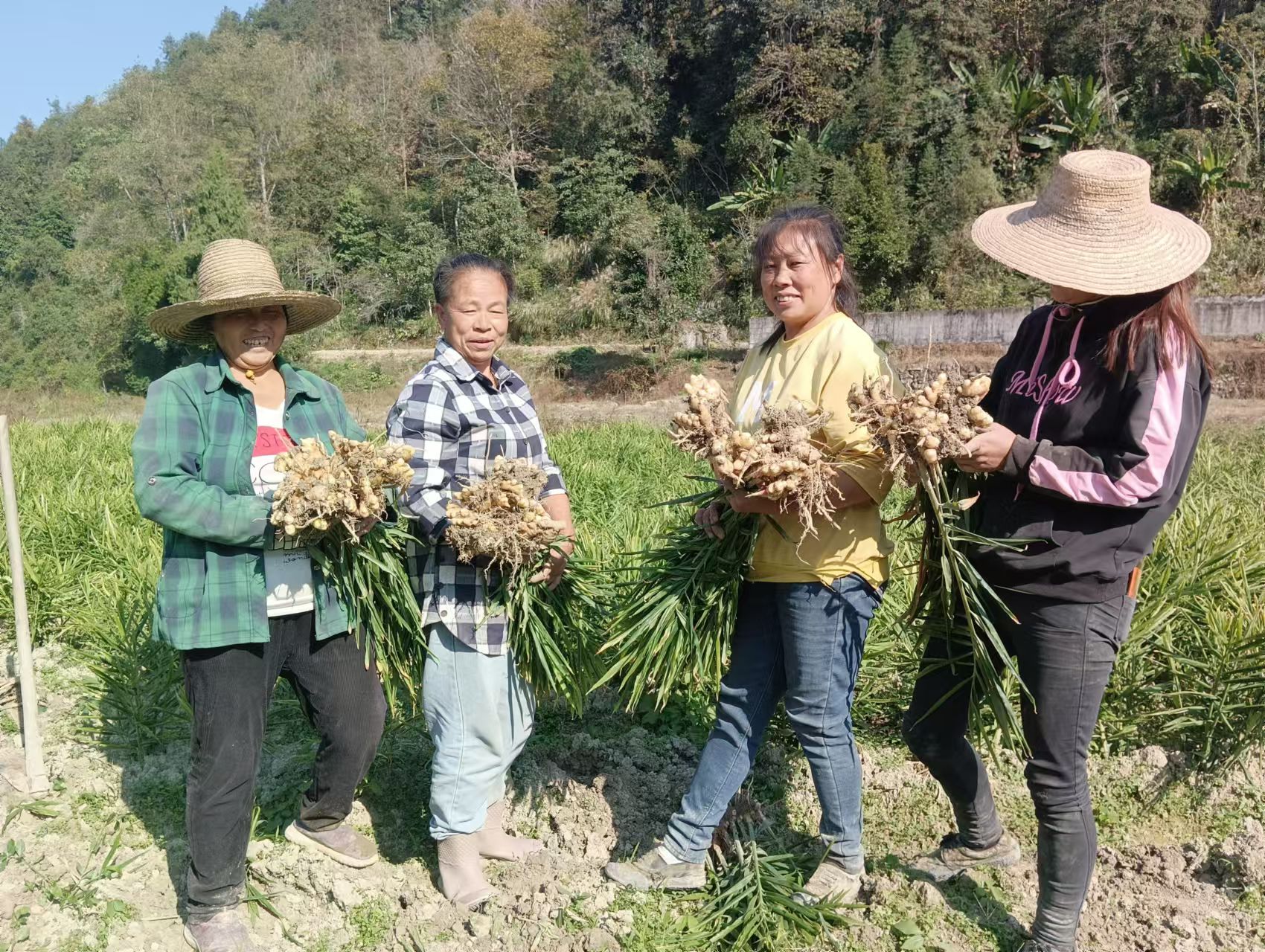 河口乡：凤头姜喜迎丰收 助农增收乐开颜