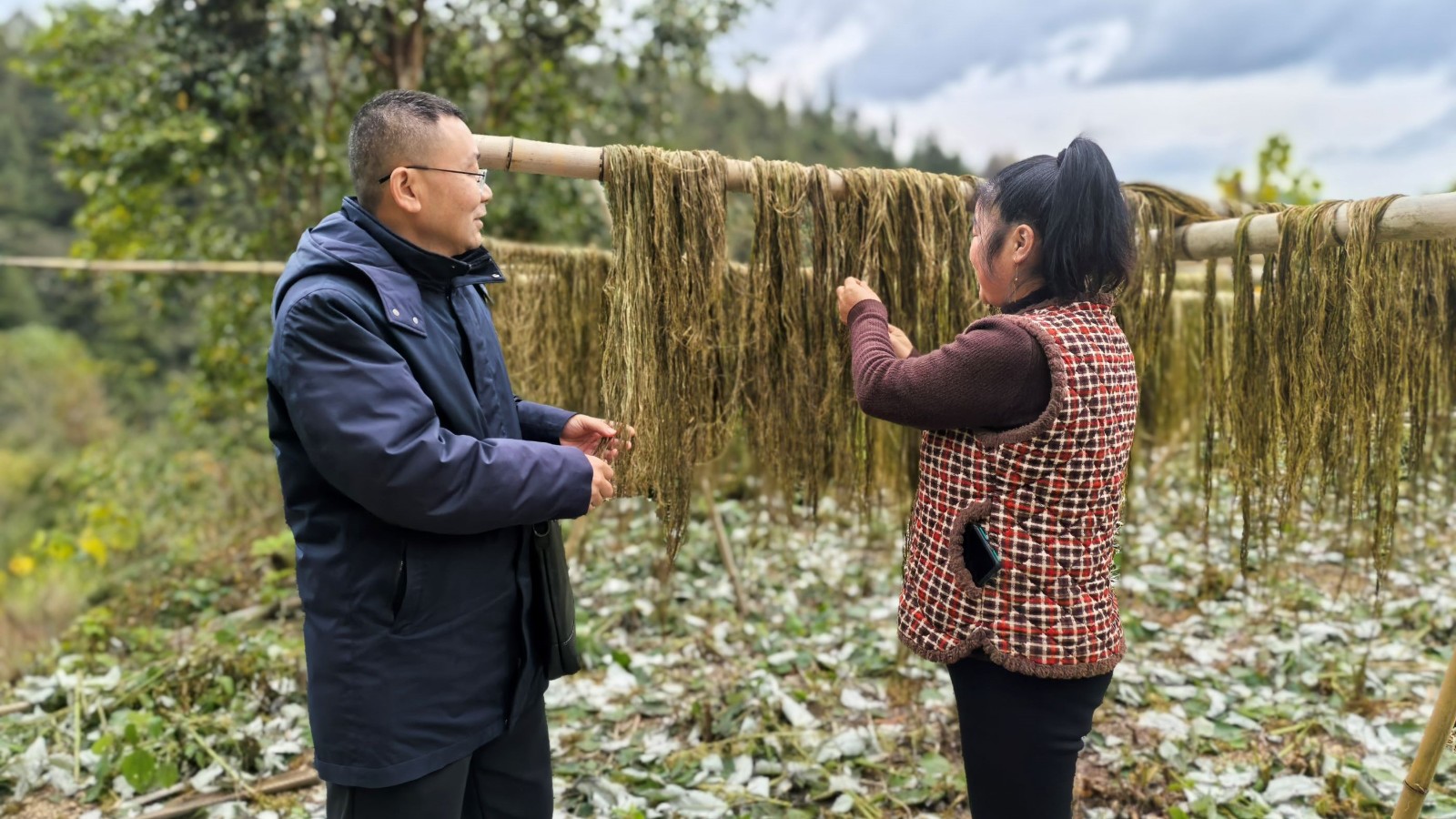桑植农商银行：助力苎麻产业腾飞