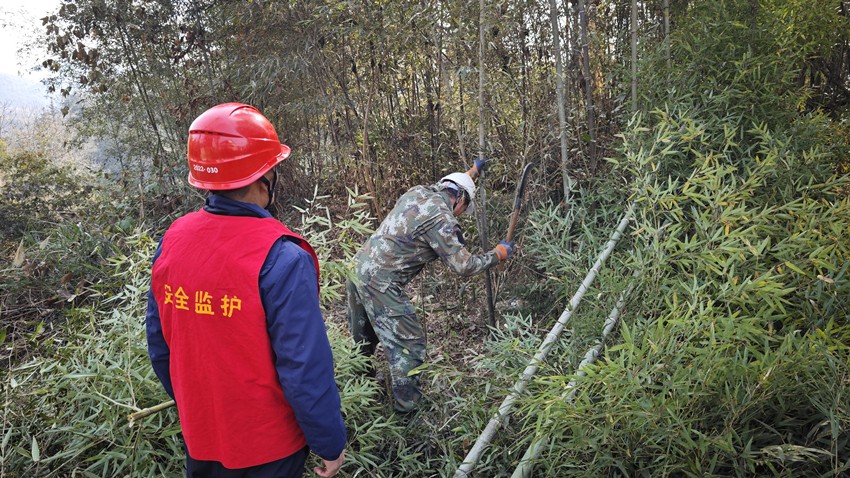 国网桑植县供电公司：砍青扫障 确保冬季电力供应稳定