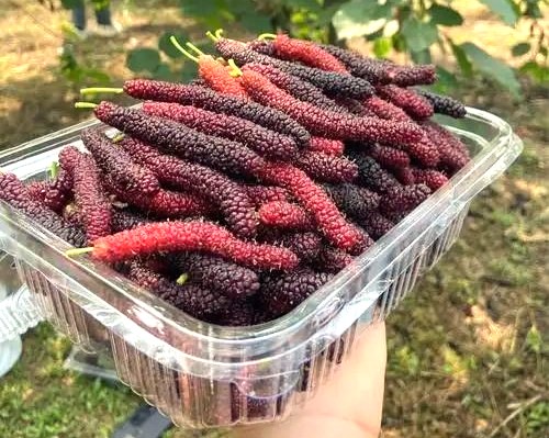 利福塔镇白龙村：初夏桑葚“果”燃心动   乡村振兴“葚”是动人