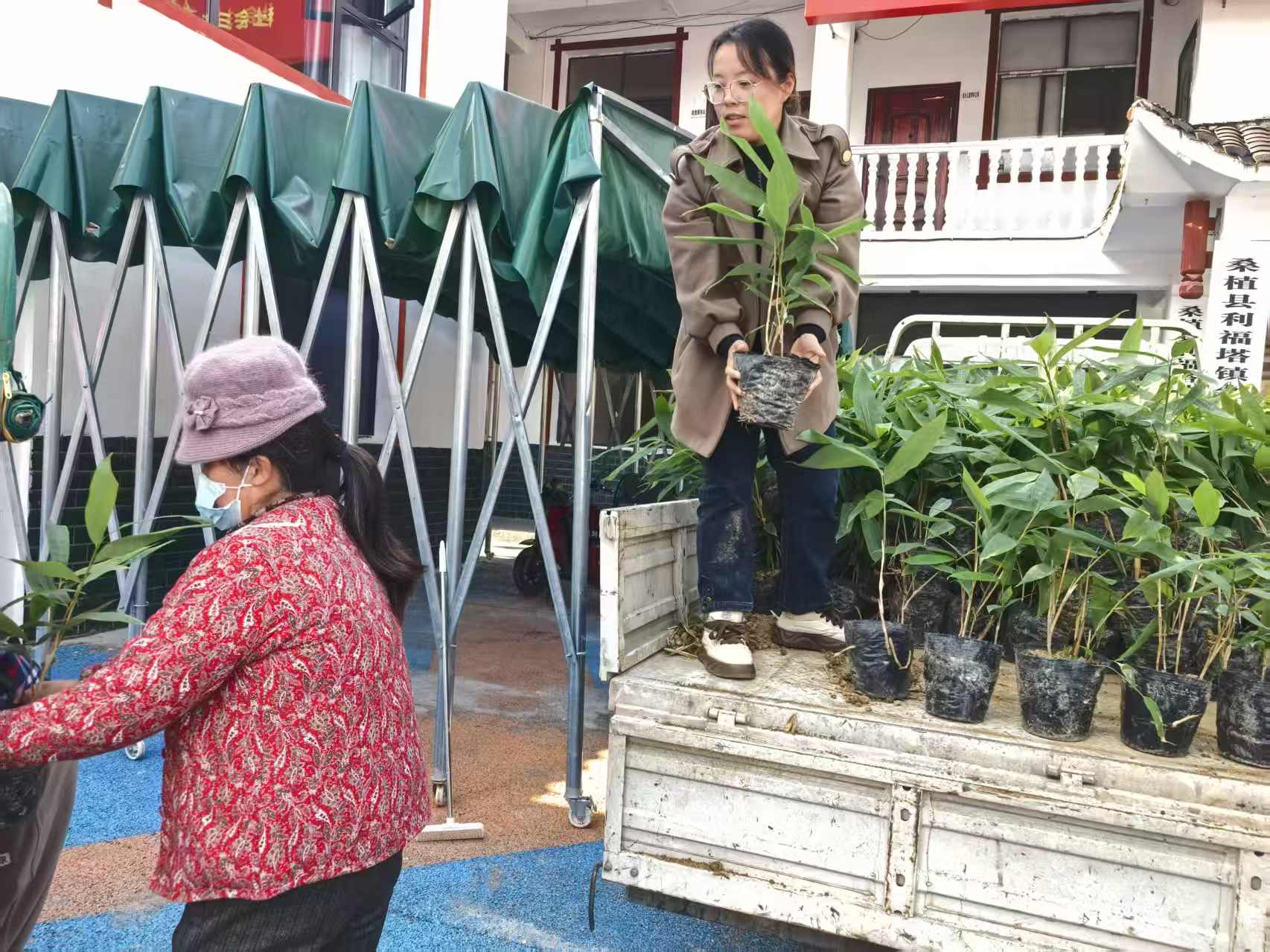 利福塔镇金家台村举行粽叶种苗“接苗仪式”