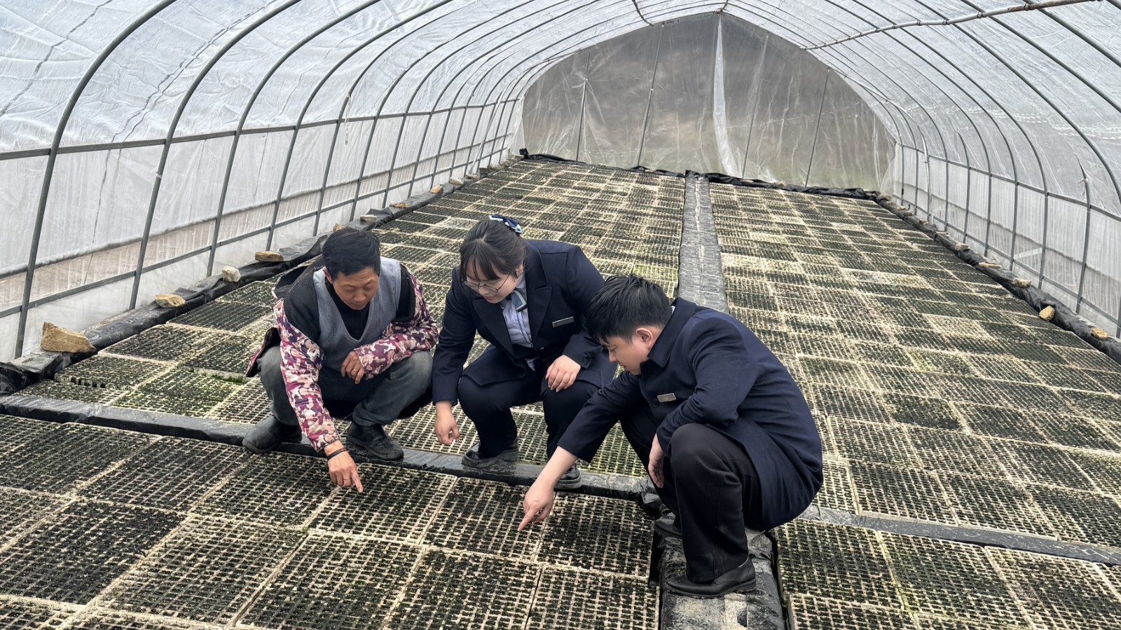 桑植农商银行：金融活水“贷”动金叶飘香