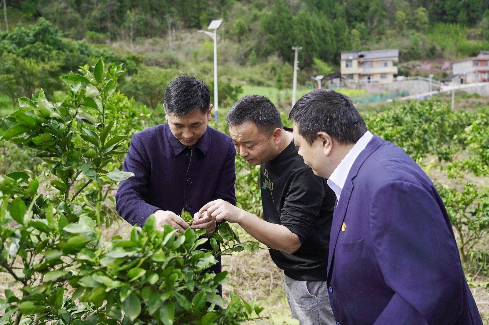 桑植农商银行：破解融资难点 助力柑橘园扩产增收