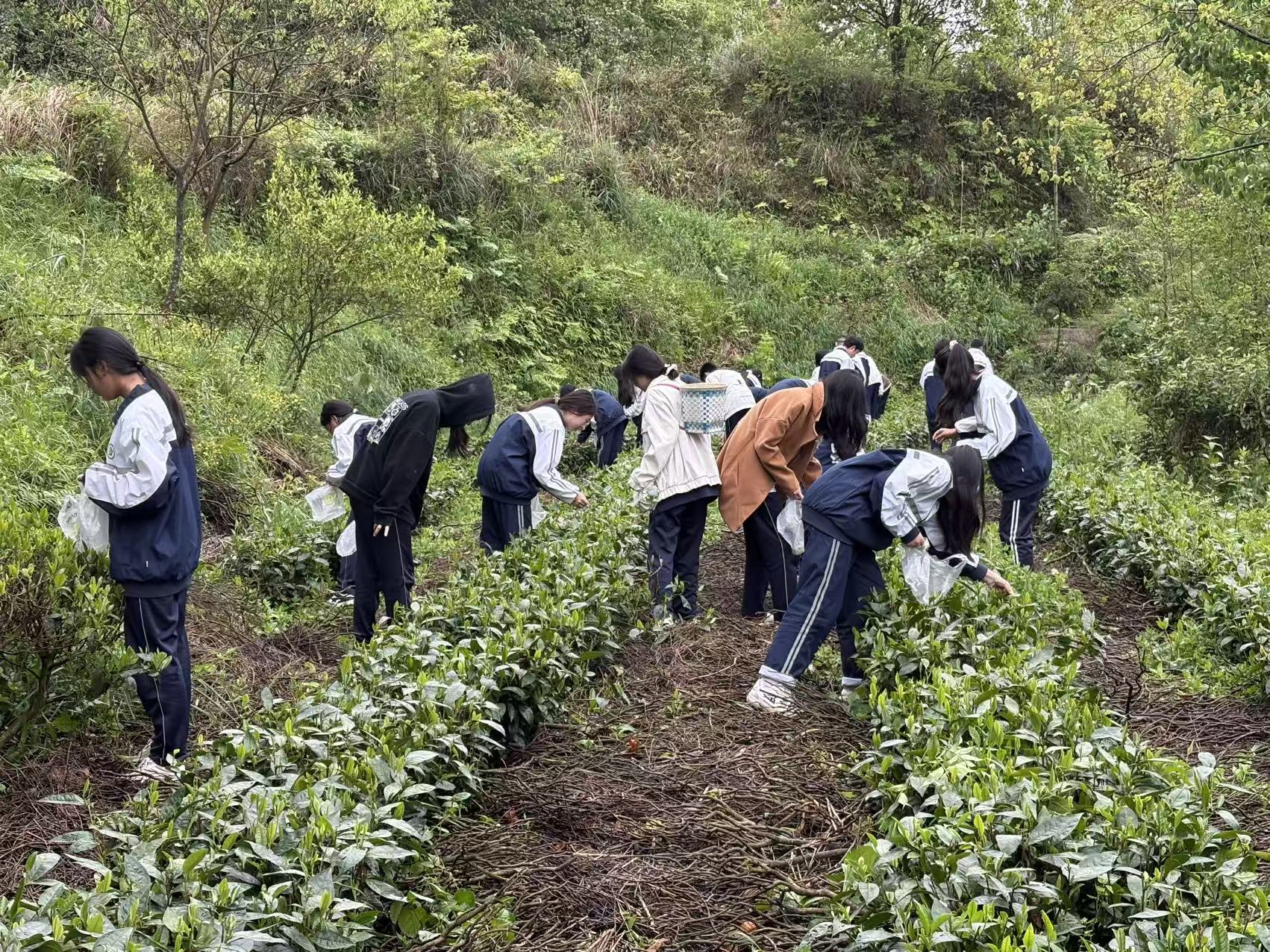 以实训育技能 桑植职校茶专业学子躬身践学