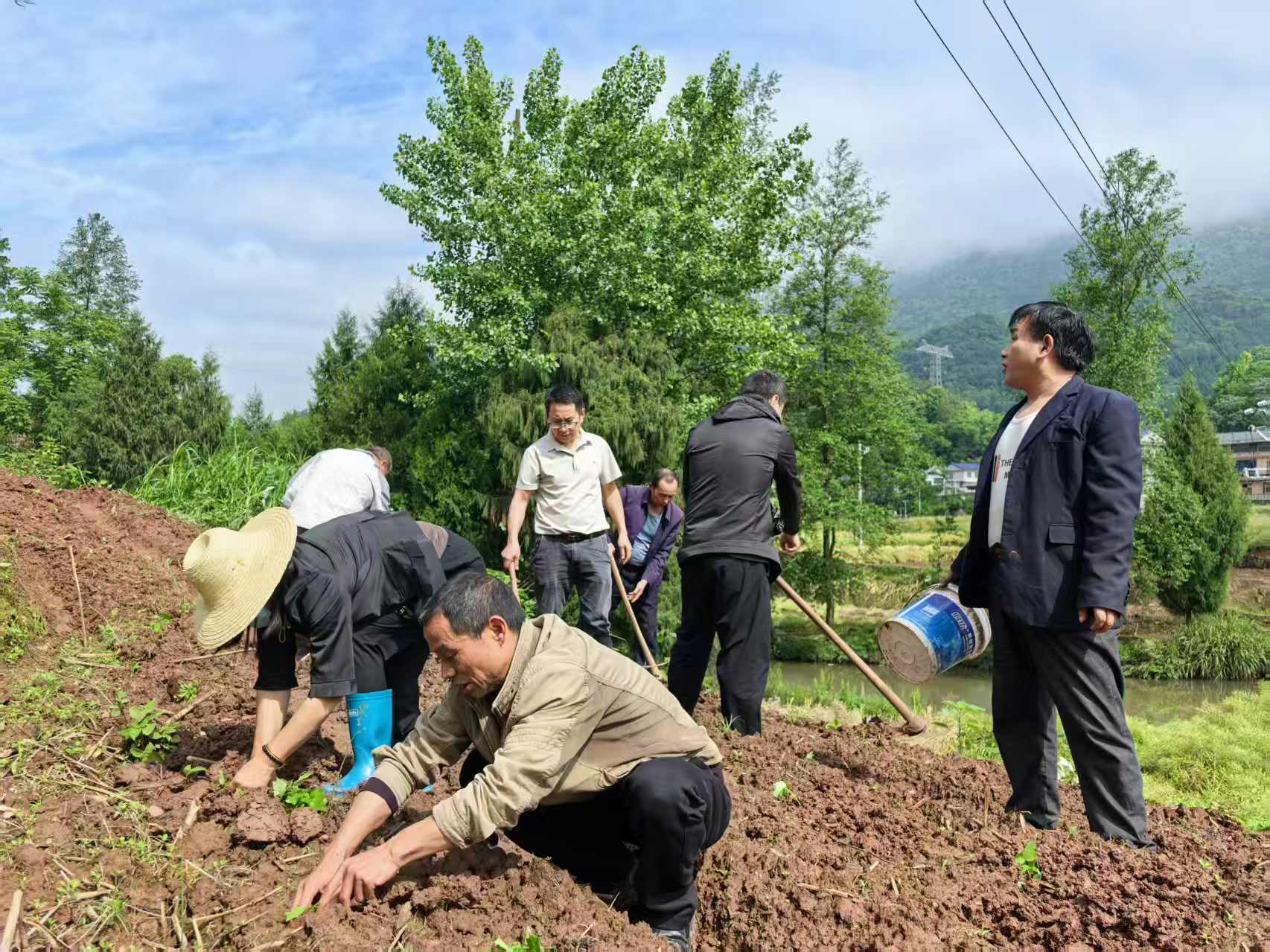 空壳树乡：黄蜀葵苗迎风立 干群同心促振兴