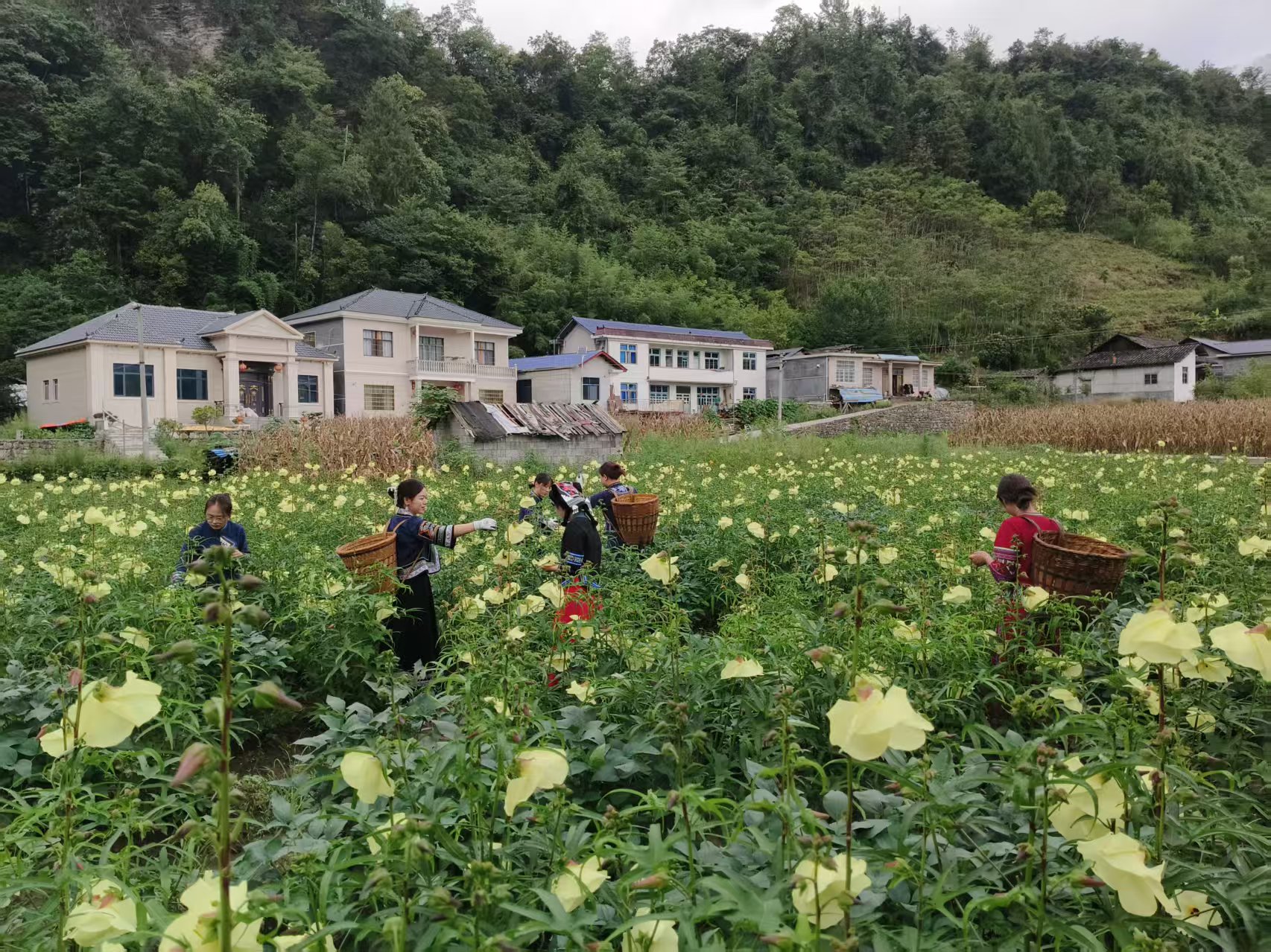 初夏插秧正当时 村村兴产促振兴——上河溪乡特色产业遍地开花