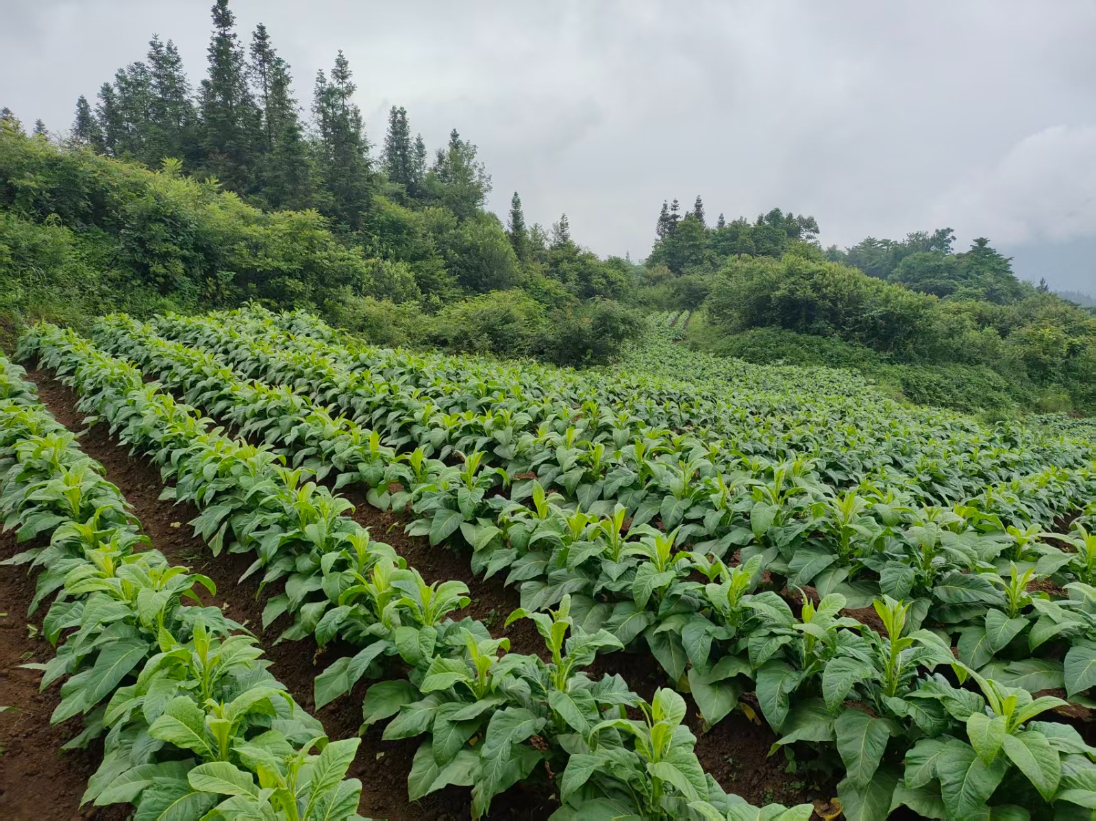 产业赋能绘新卷 云雾山村焕新颜