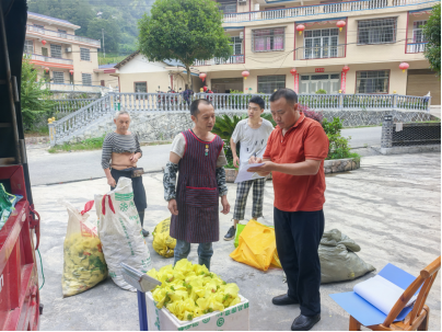 人潮溪镇和平村：探索乡村振兴新路径 黄蜀葵开出致富花