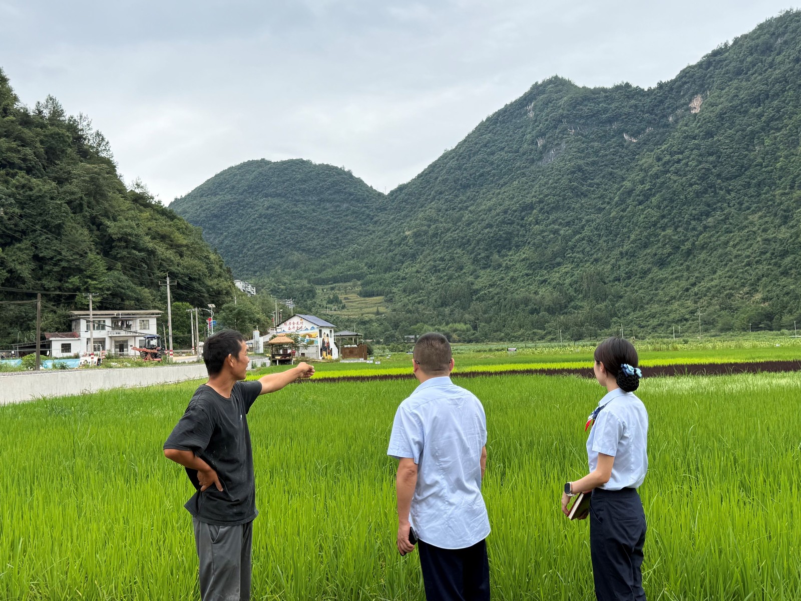 桑植农商银行：金融助力“稻”路宽
