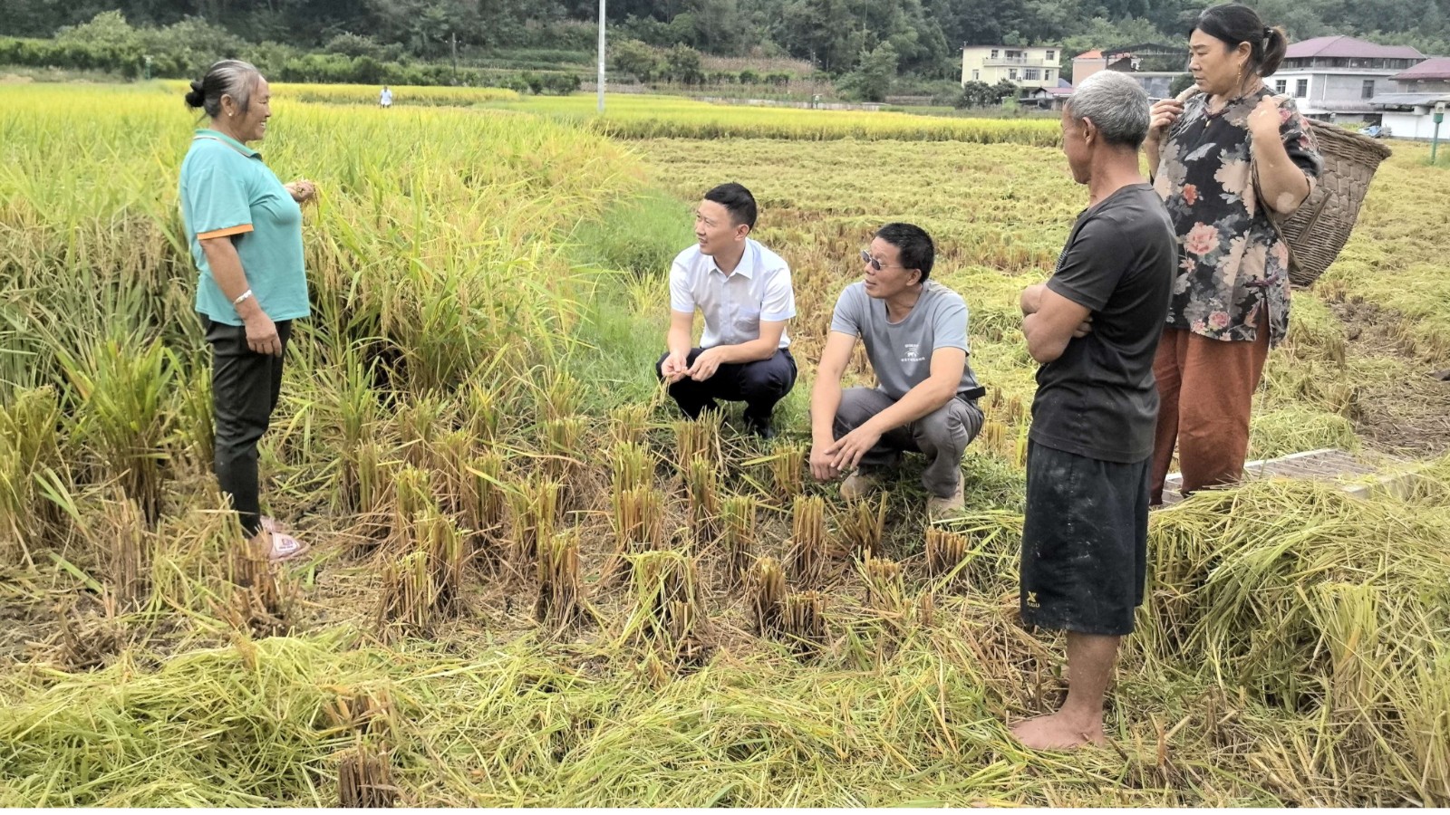 桑植农商银行：“湘担E贷”助农扩产 绘就秋收好“丰”景