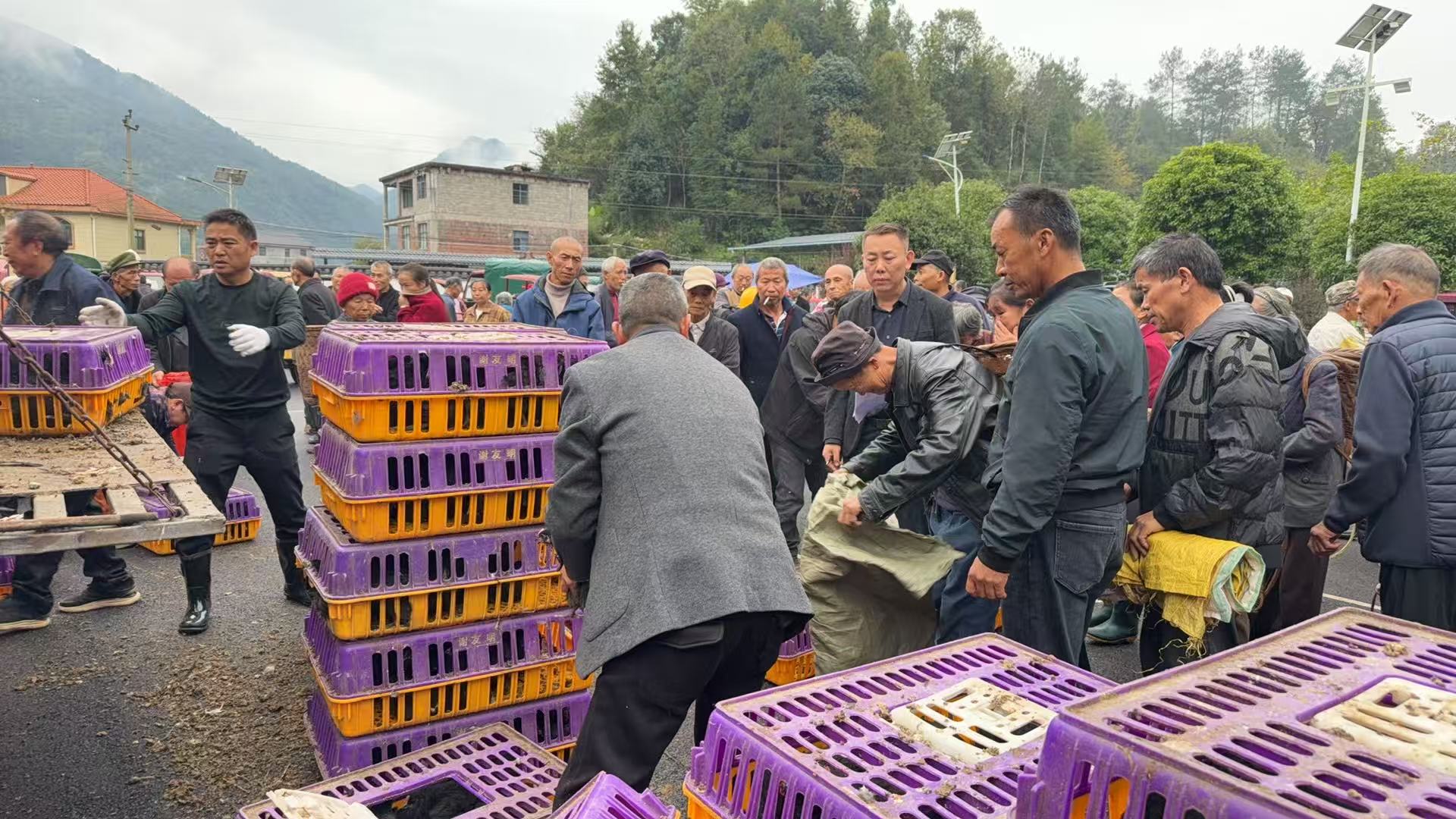 桥自弯镇牛洞口村集中发放鸡鸭苗